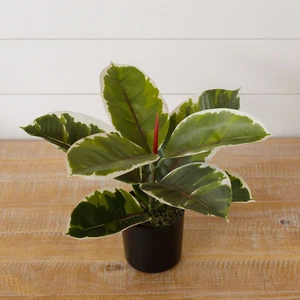 Variegated Rubber Plant 11" H Faux Foliage Potted Plant - Picture 1 of 1