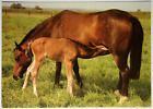 Pferd AK Postkarte - Horn - Stute mit Fohlen, Hochwölbung, leichte Knicke