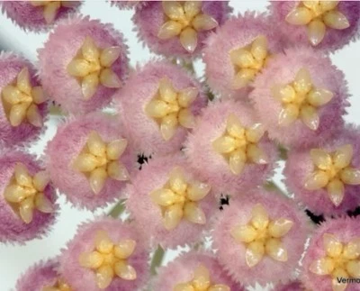 E1873 Rare Hoya Rebecca Rooted Cutting 💕 - Image 1 of 2