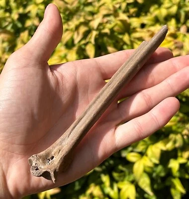 HUGE Florida Fossil Bird Bone Avian 6.25” Rare Pleistocene Age - Image 1 of 4