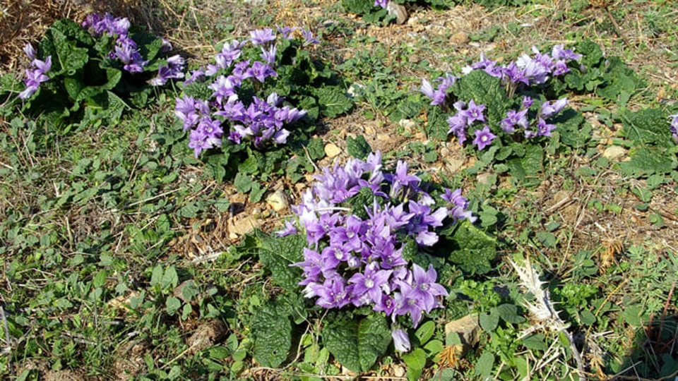 6 SEMI Mandragora o Mandragola (disambigua).pianta delle streghe, +  GRATUITA - Immagine 1 di 1