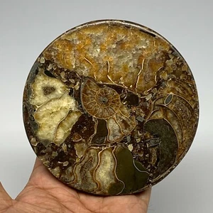 252.3g, 4.3"x0.5", Ammonite coaster fossils made round disc @Madagascad, B15997 - Imagen 1 de 10