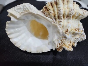 Real Natural giant 10"Extra Large Frog Shell/bursa Buba Seashell/beach/Aquarium - Picture 1 of 12
