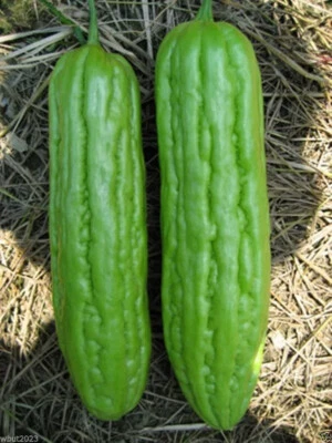 Vietnam Long Bitter Gourd, Khổ Qua Mỡ Trái Dài, Bitter Melon Seeds F1 Non-GMO - Image 1 of 4