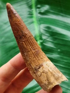 Diente Curvo 9,0 cm de Spinosaurus - Diente Fósil de Dinosaurio - Imagen 1 de 6