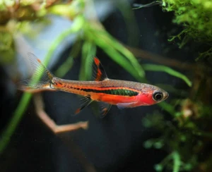 10 Chili Rasbora (Boraras Brigittae) LIVE ARRIVAL GUARANTEE. US SELLER - Picture 1 of 1