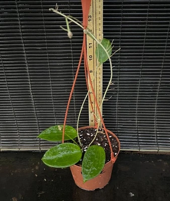 Hoya Hanhiae Pink/Yellow EXACT PLANT Shipped In 5" Hanging Basket - Image 1 of 4