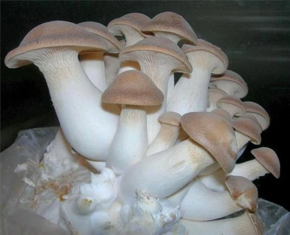 Seeds Oyster Mushroom Royal Mycelium Spawn Dried Spores Organic - Image 1 of 4