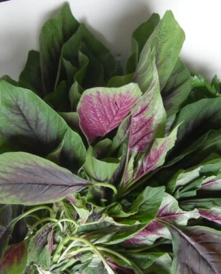  red spinach : true breed farm vegetable seeds - Image 1 of 3