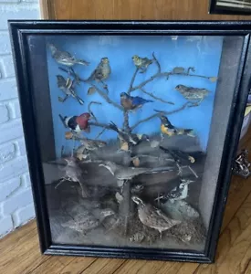 19th Century Antique Taxidermy Bird Diorama W/ 19 Taxidermy Birds - Picture 1 of 17