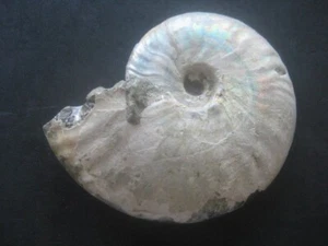 AMMONITE FOSIL NACAR. CLEONICERAS. CRETACICO, ALBIENSE. MAHOJANGA, MADAGASCAR. - Imagen 1 de 9