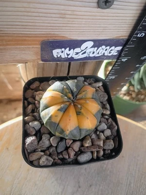 Astrophytum Asterias Variegated Cactus - Image 1 of 2