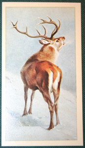 RED DEER   Winter Setting   Illustrated Wildlife Card  RC05