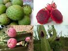 Fruit Bearing Cacti - 4 Species - Cactus - 25+ seeds - Semillas - Graines V 136