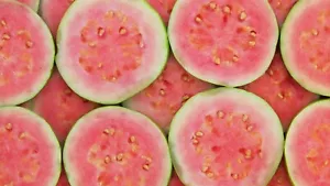 Guayaba híbrida BeauFlora (guayaba rosa de Taiwán, planta de capas) 1 planta de raíz desnuda - Imagen 1 de 1
