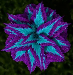 30 Heirloom Coleus Seeds Mix Color Flower Plant - Picture 1 of 5