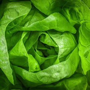 1/4 Lb Buttercrunch Butterhead Lettuce Seeds - Everwilde Farms Mylar Seed Packet - Picture 1 of 2