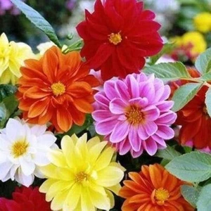 DAHLIA UNWINS MIX (HI DOLLY) 50+seeds Early Outstanding Colour Bees *FREE POST - Picture 1 of 7