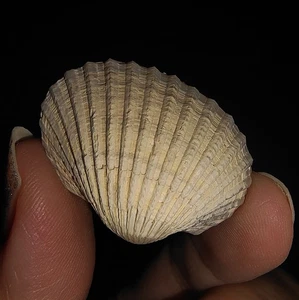 001, MEERESMUSCHEL MUSCHEL FOSSIL, ARCIDAE BIVALVIA AUS JAVA, INDONESIEN, 28MM - Bild 1 von 5