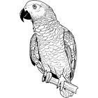 'African Grey Parrot' Unmounted Rubber Stamp (RS028546)