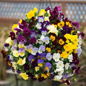 50 Giant Winter Pansy Seed Mix UK Hardy Hiemalis Viola Flowering Plants To Grow - Picture 1 of 4