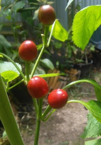 Tepin Wild Mexican Chilli : Organic Seed : Permaculture Perennial Edible - Picture 1 of 12