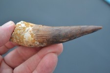 4.72in Spinosaurus tooth fossil from Cretaceous from KemKem (dinosaur)