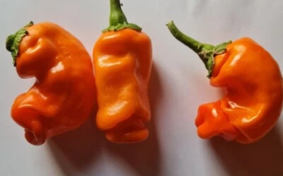 20 semillas de pimiento Peter Pepper naranja - Imagen 1 de 2