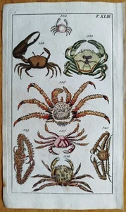 Crustacea Crab (Plate 43) - Wilhelm Original Colored Print - 1800 - Picture 1 of 1