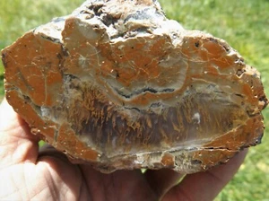 DIG-N-UTAH: POLISHED OREGON THUNDER EGG NODULE AGATE # L 172 - Picture 1 of 3