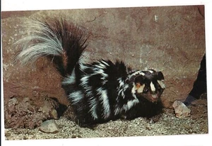 California SPOTTED SKUNK Yosemite National Park CA Small Black White Postcard - Picture 1 of 2