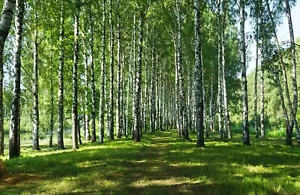 Fotomurale-BETULLE-(5596)-NON TESSUTO-Carta da parati-Foresta Verde Natura XXL - Foto 1 di 1