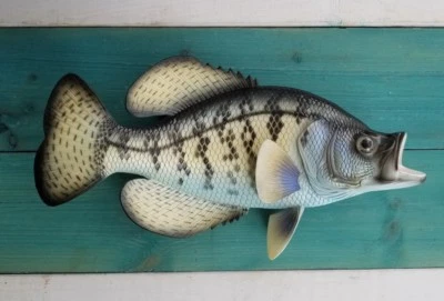 Crappie Pintado a Mano 15" Réplica Montaje en Pared 3D Pesca Decoración Regalo Agua Dulce  Foto 1 de 4