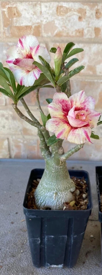 10 semillas de rosa del desierto, amarillas y rojas. Raro. Foto 1 de 1