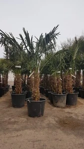 Hanfpalme Trachycarpus Fortunei Stamm ca. 60-80 cm Gesamthöhe ca. 140-160 cm - Bild 1 von 4