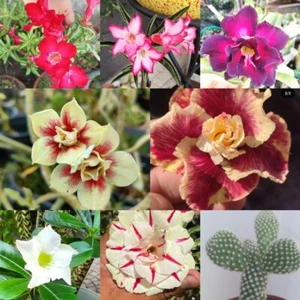 7 Adenium Obesum Y Una Opuntia - Picture 1 of 3