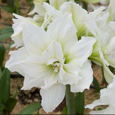 Blue Buddha Farm: 'Snow White' Amaryllis Bulb – Elegant White Symphony Blooms - Image 1 of 4
