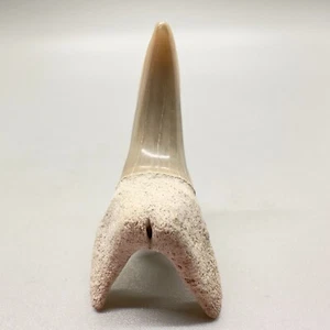 Uncommon 1.74" Fossil SHORTFIN MAKO Shark Tooth - Isurus oxyrinchus - Aurora, NC - Picture 1 of 4
