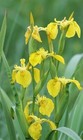 YELLOW FLAG WATER IRIS PSEUDACORUS - NEW CROP! - 30+ SEEDS - MADE in USA - LOOK!