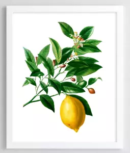 Lemons Wall Art Print, Lemons Kitchen Art Print, Home Decor Art #54 - Picture 1 of 2