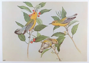 Rex Brasher Bird Print, Prothonotary Warbler Swamp Canary, 16x12 in. - Picture 1 of 3