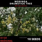 Moringa Oleifera, Drumstick Tree, Horseradish Tree, Medicinal X 10+ Seeds
