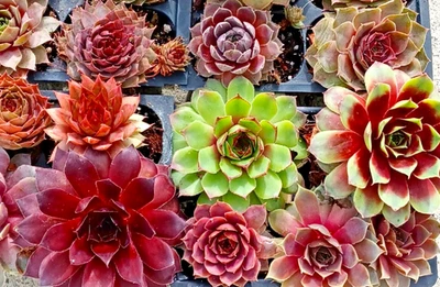 Assorted Succulents - Sempervivum Hen and Chick Plants 12 pack - approx 3" each - Image 1 of 3