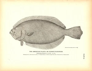Grabado con estampado de peces antiguos raro de 1884 ~ The American Plaice Turbot Plaunder - Imagen 1 de 1