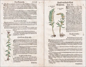 Garganta raíz blanca libro de hierbas hierbas hierbas botánica botánica Lonitzer 1564 - Imagen 1 de 1
