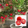 20 Pcs Red Lemon Seeds New Arrival Drawf Tree Bonsai Organic Fruit for Home Gard