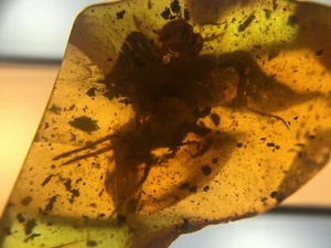 40 Million Years INSECT INCLUSION AMBER NUGGET #6 - Picture 1 of 2