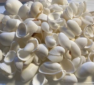 50 White shells, wedding display, craft, mixed white shells - Picture 1 of 1