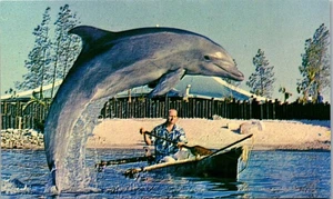 Vintage SeaWorld Sea World Postcard San Diego California CA Sandy The Dolphin - Picture 1 of 3