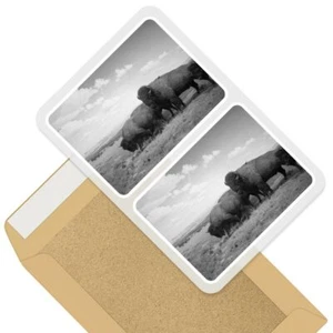 2 x Rectangle Stickers 10cm BW - Wild American Bison Herd USA #37332 - Photo 1/9